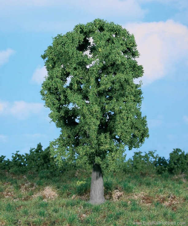 Heki 1987 1 oak tree 20 cm