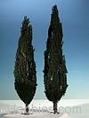 Silhouette Silflor MiniNatur 268-22 Cypress, Summer (15-20cm)