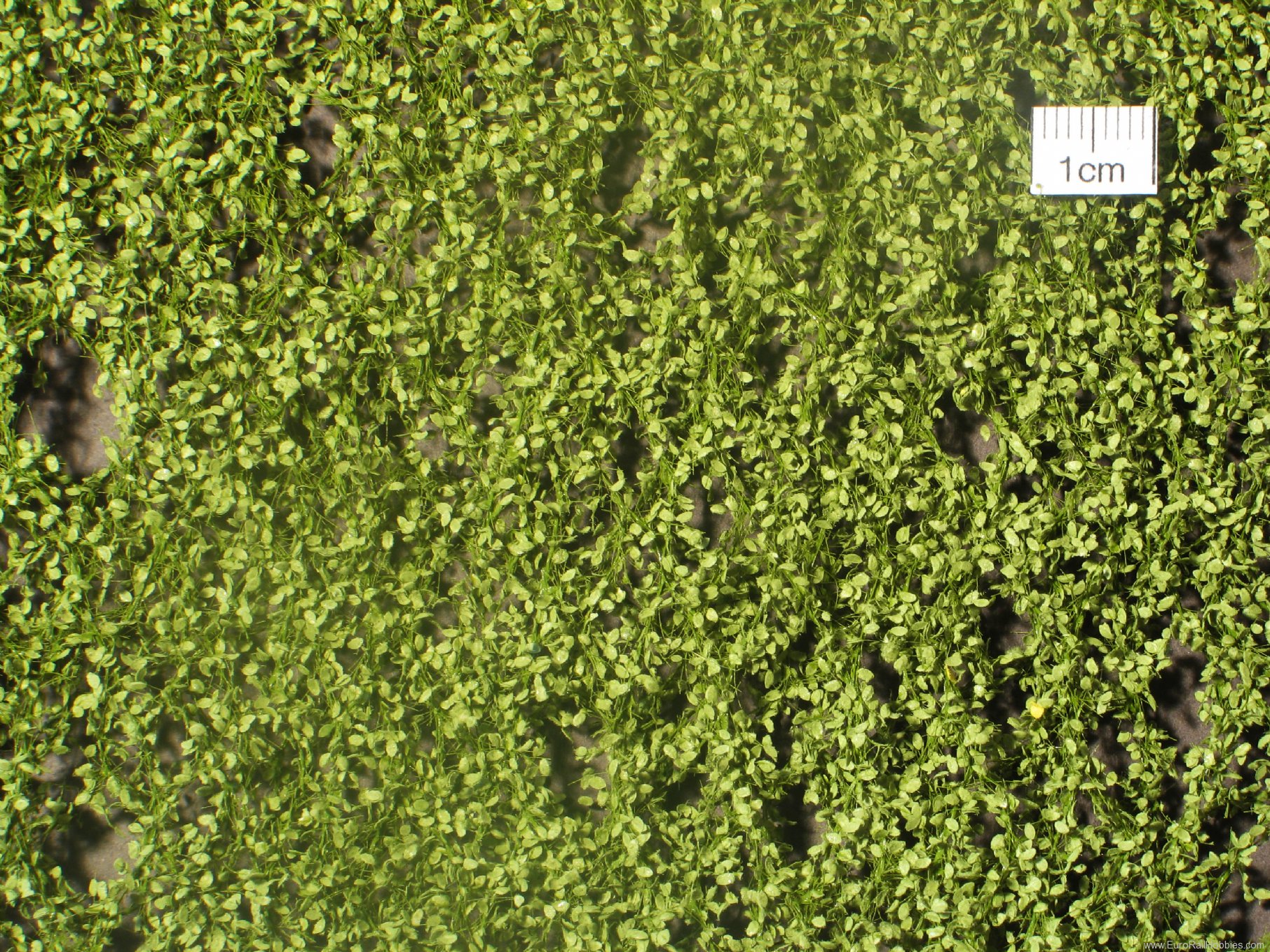 Silhouette Silflor MiniNatur 920-21 Beech foliage, Spring (27x15 cm)