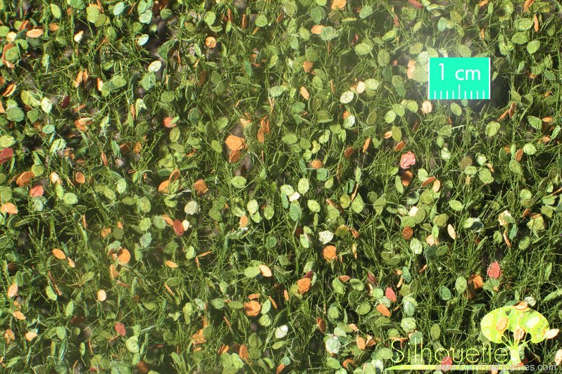 Silhouette Silflor MiniNatur 920-33 Beech foliage, Early Fall (27x15 cm)