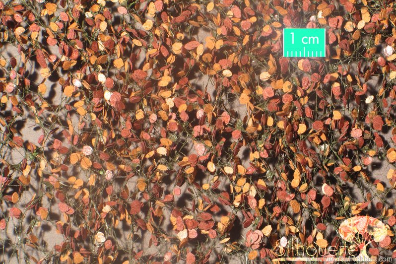 Silhouette Silflor MiniNatur 920-34 Beech foliage, Late Fall (27x15 cm)