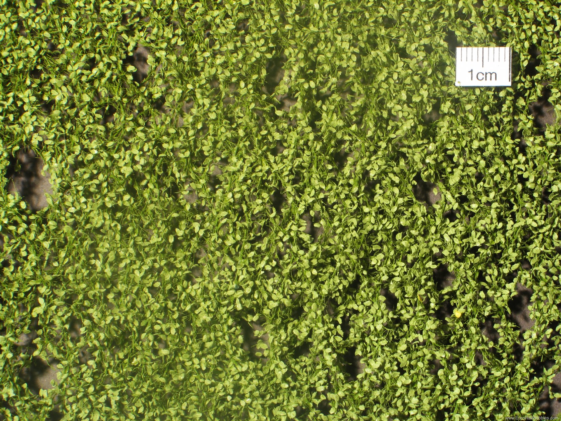 Silhouette Silflor MiniNatur 920-11 Beech foliage, Spring   27x15 cm