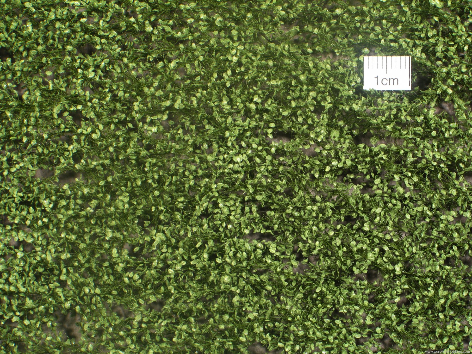Silhouette Silflor MiniNatur 920-12 Beech foliage, Summer   27x15 cm